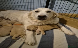 Golden Retriever dogs for sale: Gorgeous Golden Retriever Puppies - Image 13