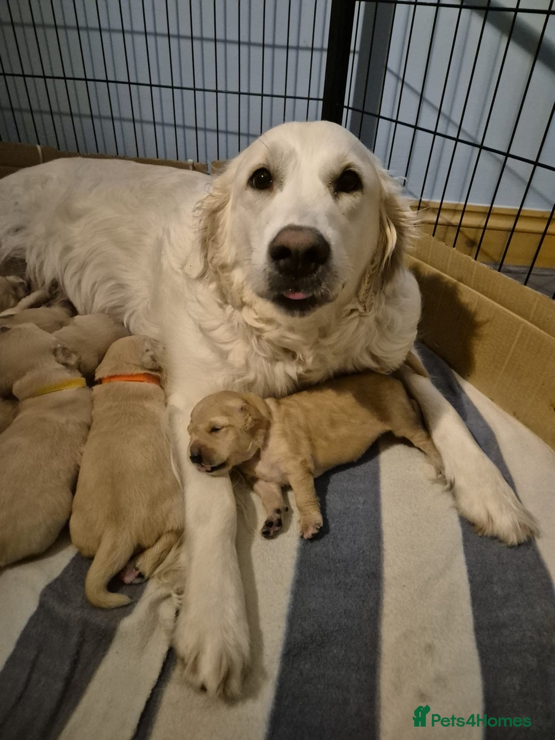 Golden Retriever dogs for sale: Gorgeous Golden Retriever Puppies - Image 13