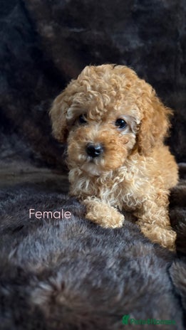 Cavapoo dogs - Advert 1