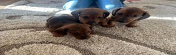 Mixed Breed dogs for sale: Jackshund puppies for sale !  - Advert 5