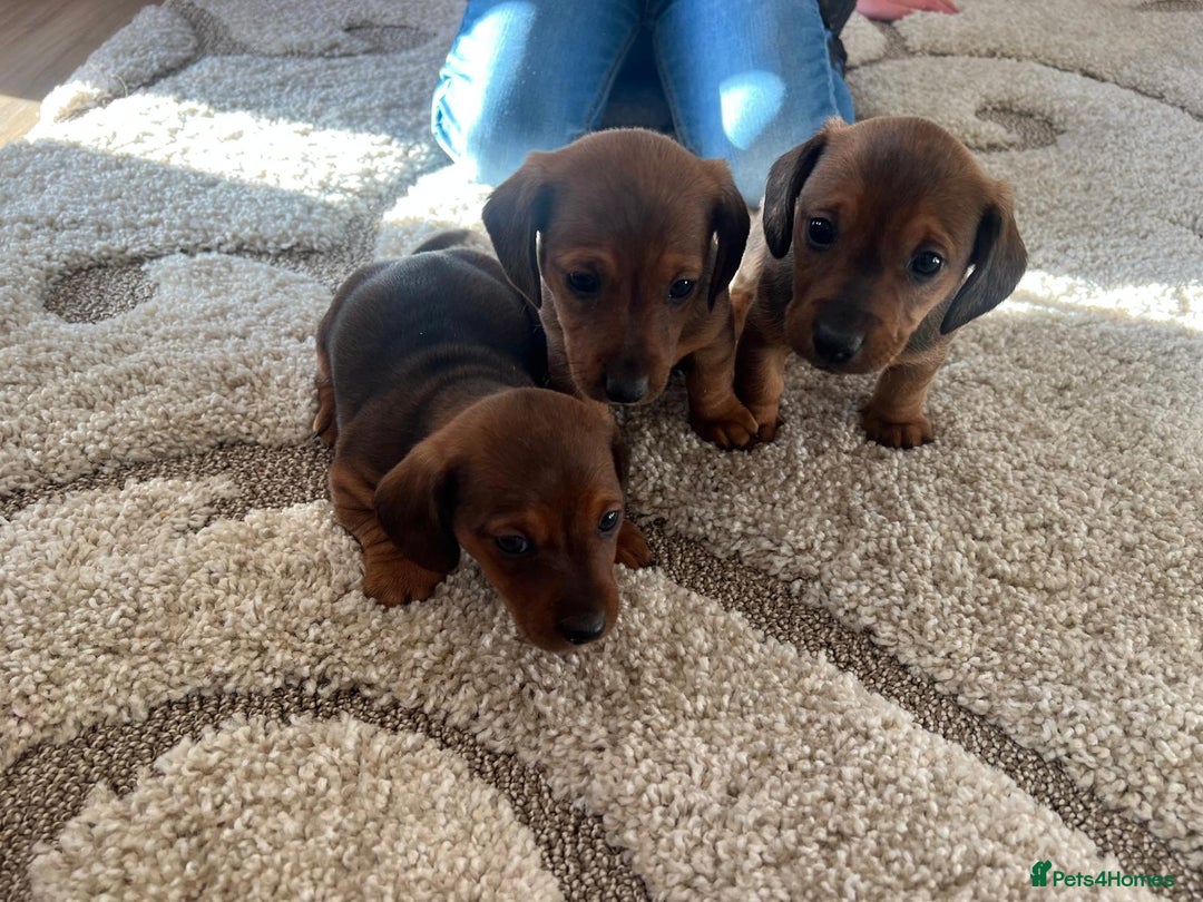 Mixed Breed dogs for sale: Jackshund puppies for sale !  - Advert 5