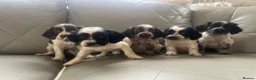 Cocker Spaniel dogs for sale: Adorable cocker spaniels  - Advert 7