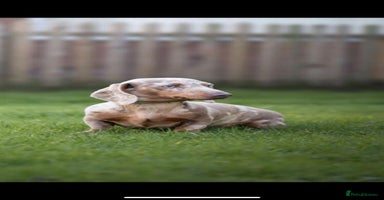 Miniature Dachshund dogs - Advert 4