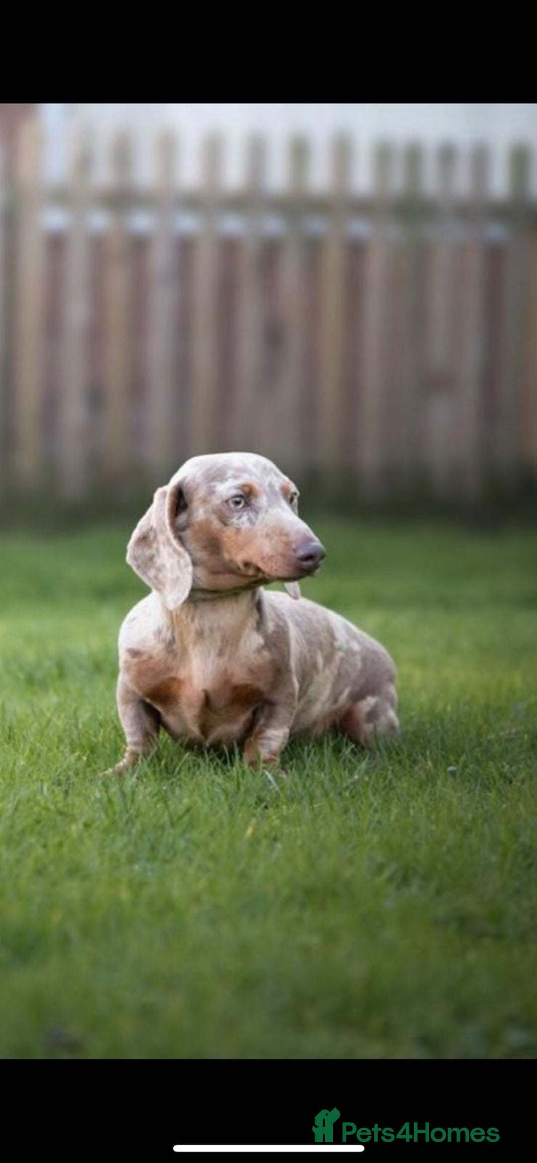 Miniature Dachshund dogs for stud: Kc reg miniature dachshunds for stud  - Image 1