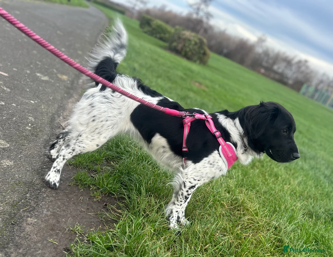 Mixed Breed dogs for sale: Springer x sharpei - Advert 3