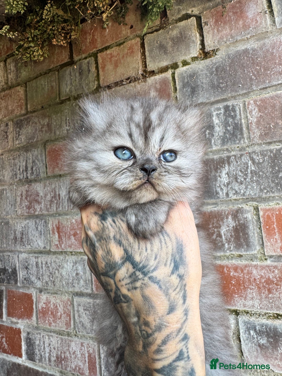 Persian cats for sale: Chinchilla Persians  - Advert 1