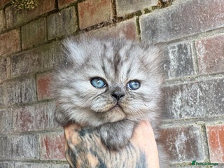 Persian cats Chinchilla Persians - Advert 6