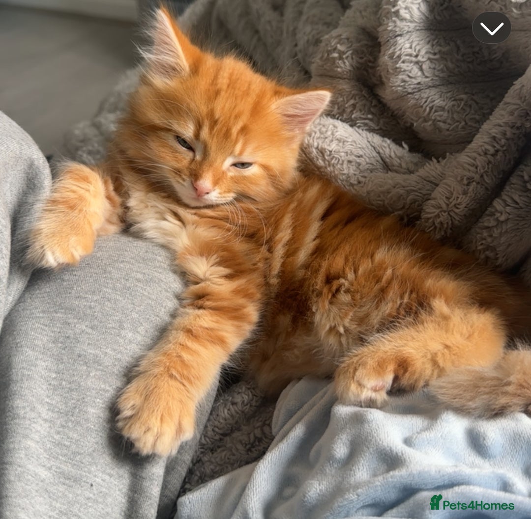 Mixed Breed cats for sale: Beautiful ginger kittens  - Image 7
