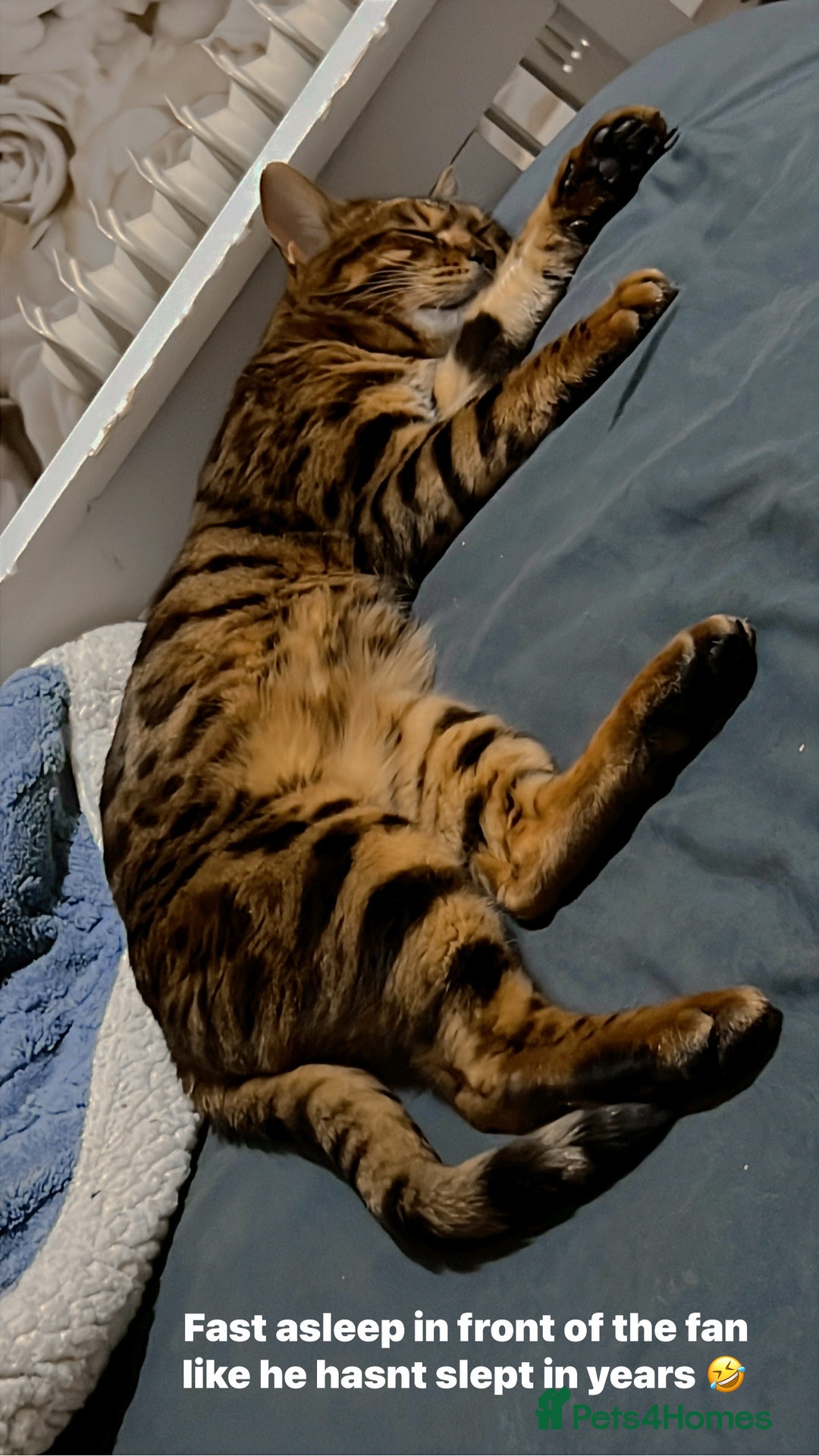 Bengal cats for sale: Stunning Male Bengal in Wakefield - Image 11