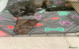 Patterjack dogs for sale: Outstanding litter of patterjack puppys for sales  - Image 10