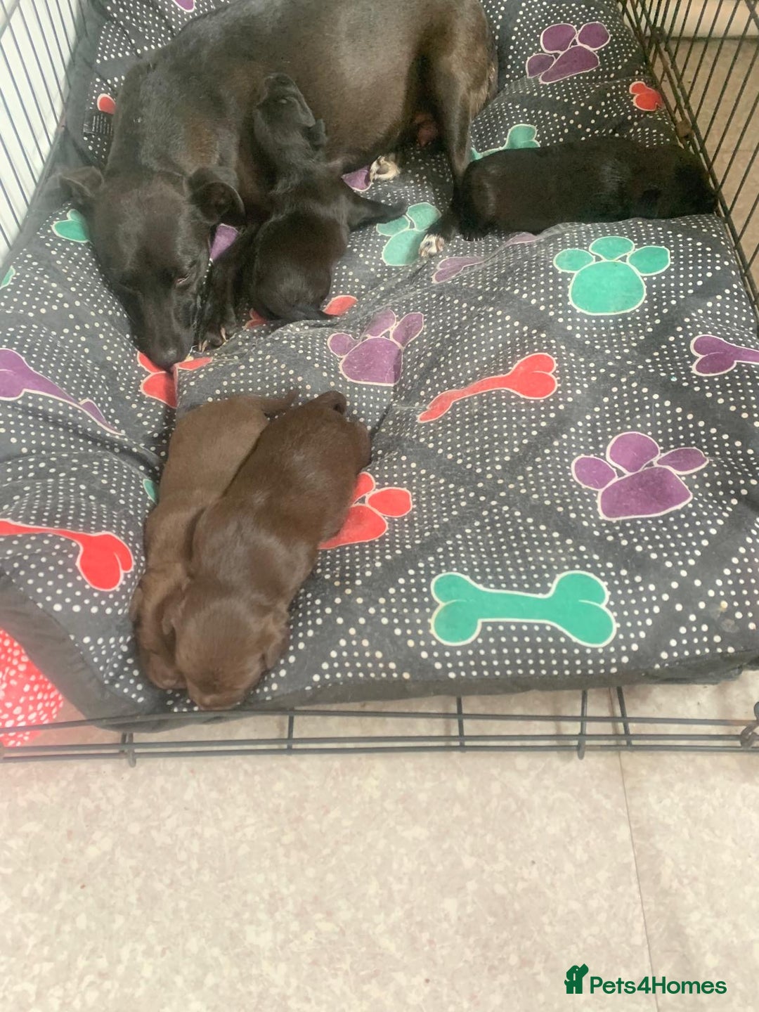 Patterjack dogs for sale: Outstanding litter of patterjack puppys for sales  - Image 10