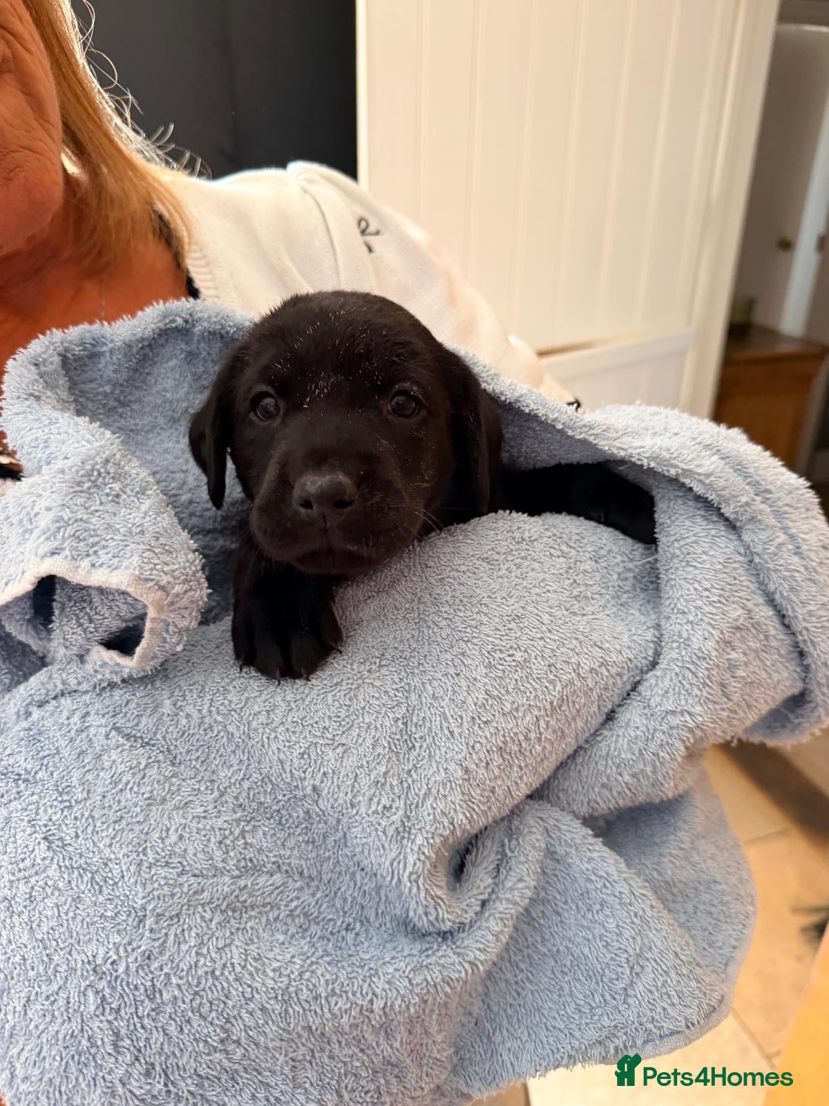 Labrador Retriever dogs KC Registered, Fully Health Tested  - Advert 2