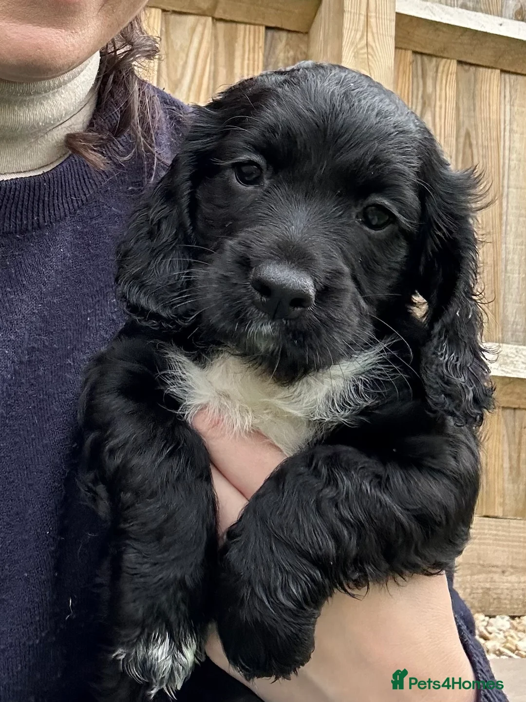 Cocker Spaniel dogs for sale: 2 cocker spaniel bitches for sale  in Aylesbury - Advert 11