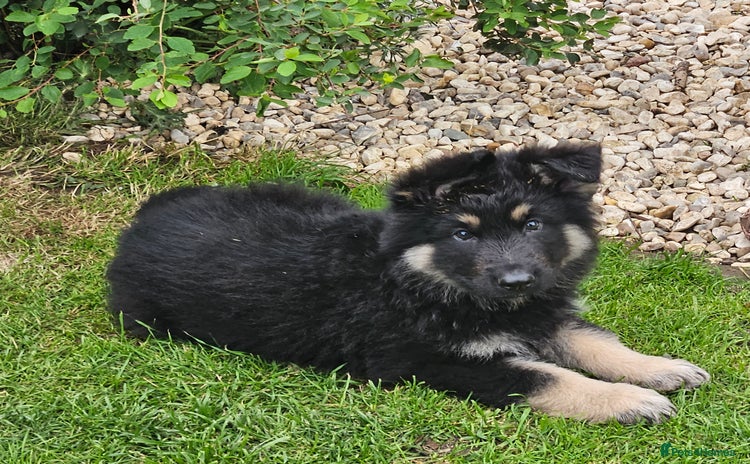 German Shepherd dogs - Advert 2