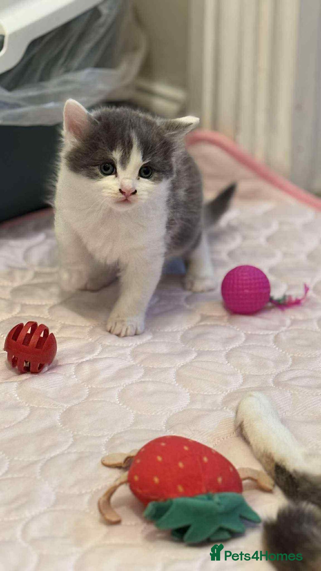 Mixed Breed cats for sale: ** ready to leave now 9 wks , 2 beautiful girls ** - Image 11