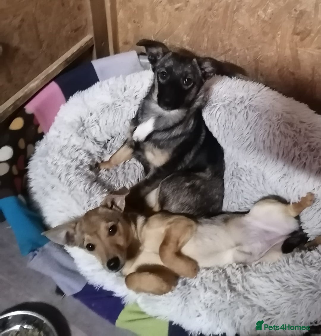 Mixed Breed dogs for adoption: ❤️NIKA & LIKA❤️ - 7 months wonderful small girls - Advert 17