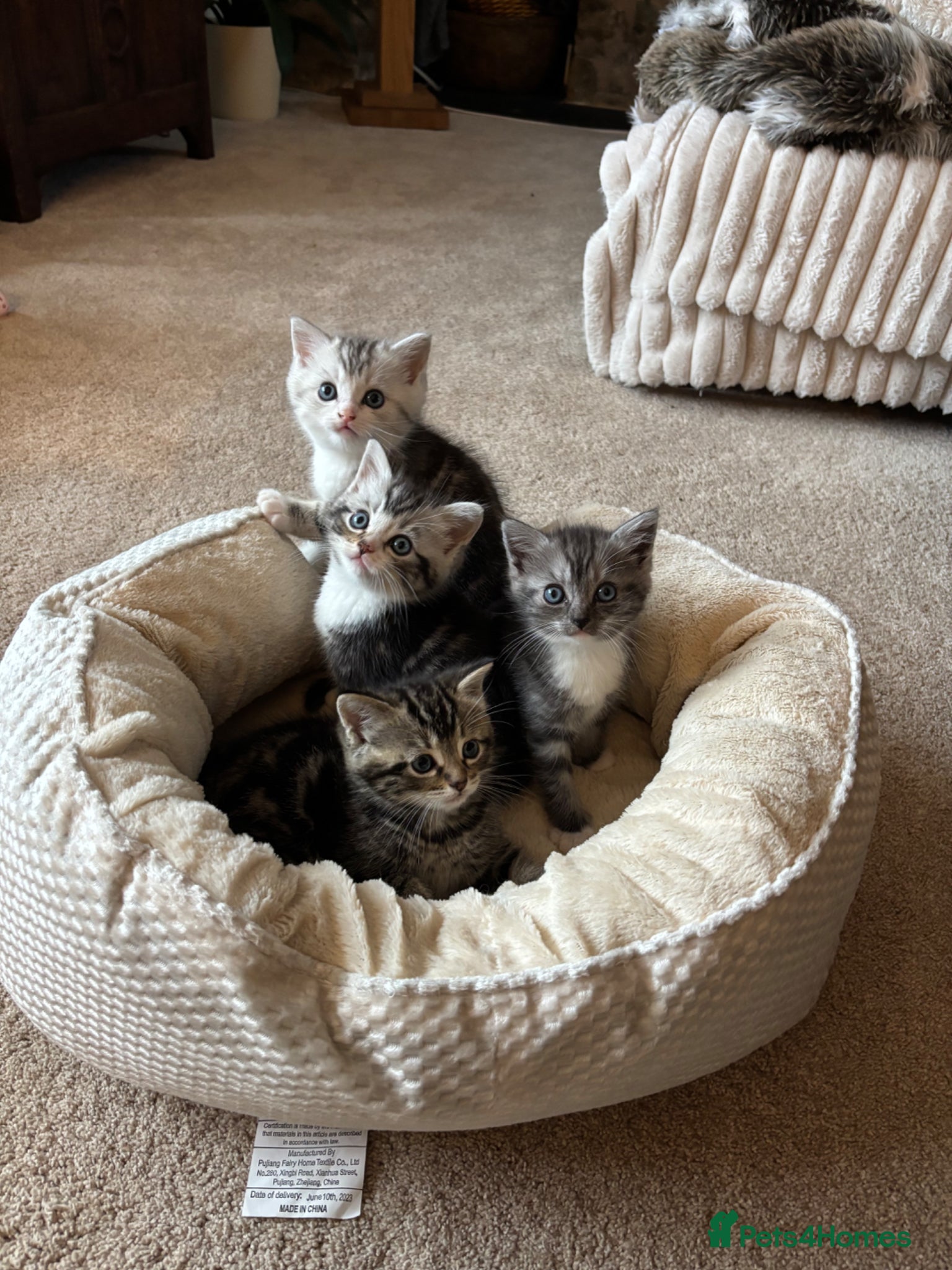 Ragdoll cats for sale: Gorgeous kittens!! - Advert 1