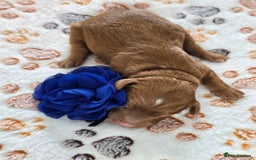 Cavapoo dogs for sale: Cavapoo F1B pups licensed Breeder/health tested  - Image 12