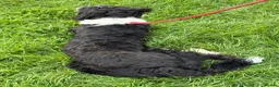 Mixed Breed dogs for sale: Colliepoo - Ted - Advert 5