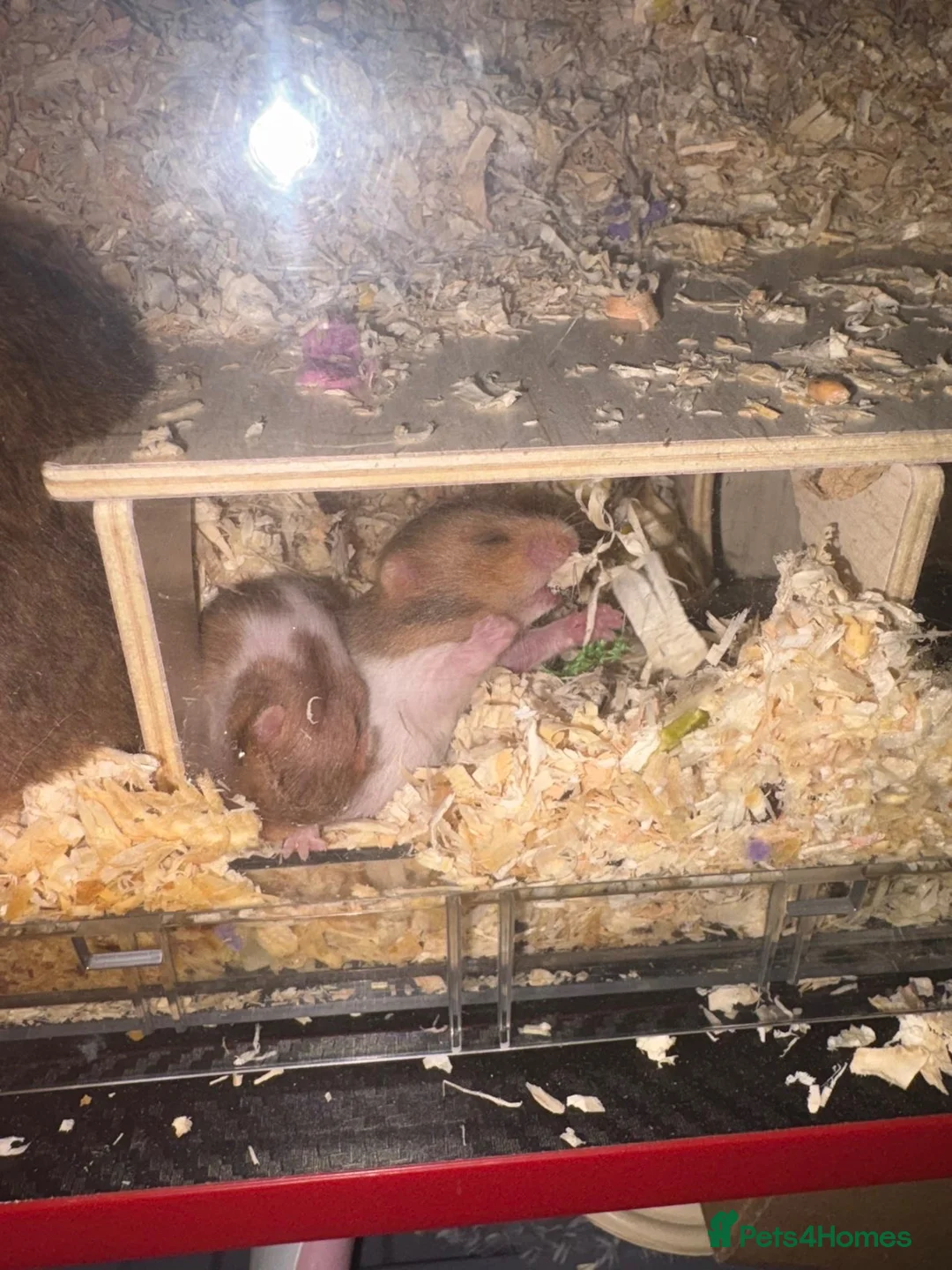 Hamster rodents for sale: Syrian hamster  in Telford - Advert 2