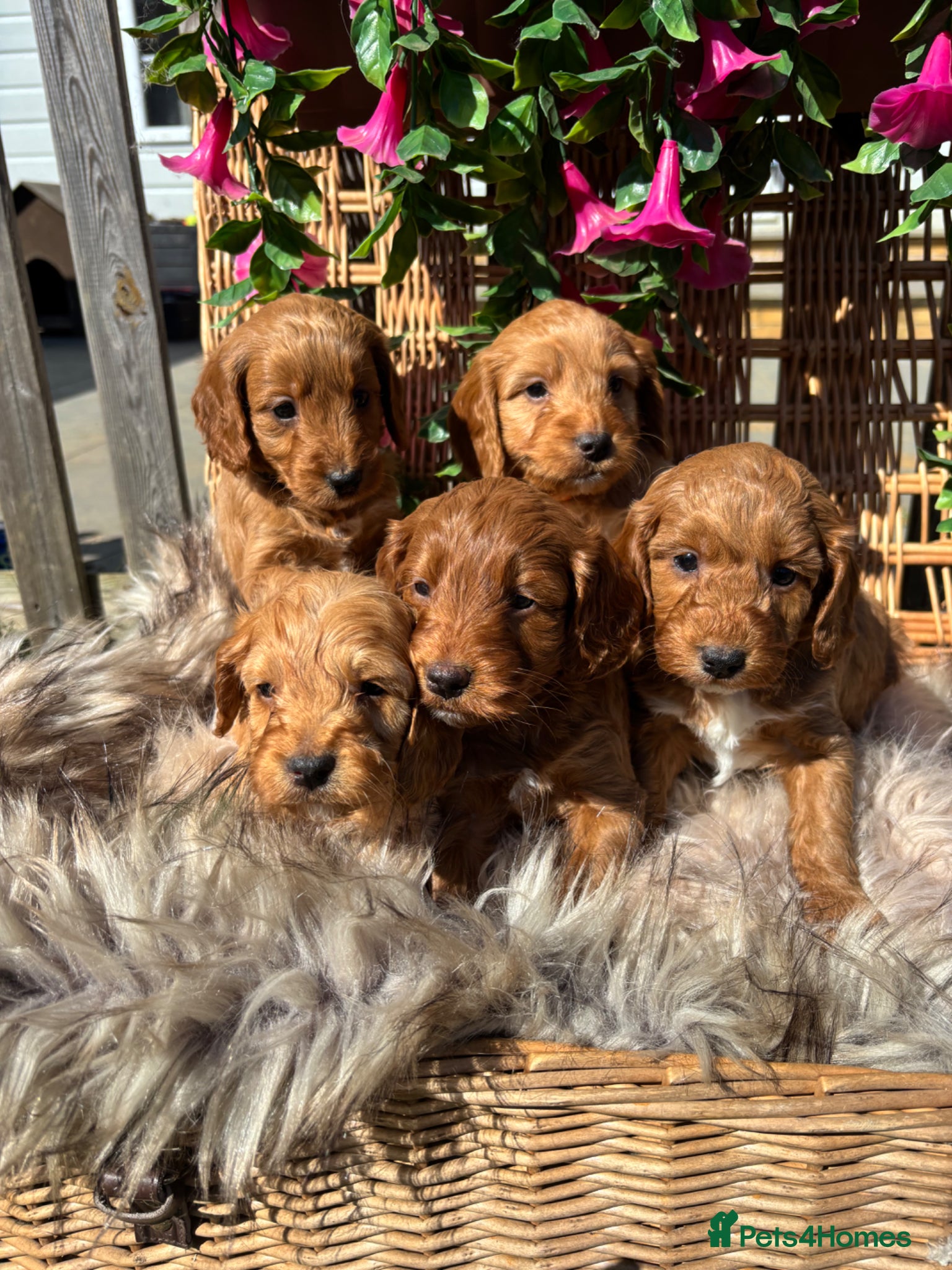 Cockapoo dogs *Hereditary clear Cockapoo Puppies 💜🐶* - Advert 14