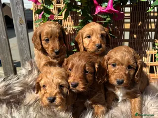 Cockapoo dogs *Hereditary clear Cockapoo Puppies 💜🐶* - Advert 14