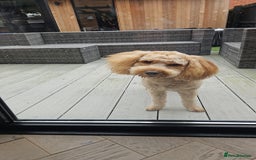 Cockapoo dogs for sale: Teddy / Ted / Tedwyn 🧸   - Image 1