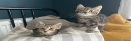 Domestic Shorthair cats for adoption: Ash & Etta, 4 month old kitten pair - Advert 7
