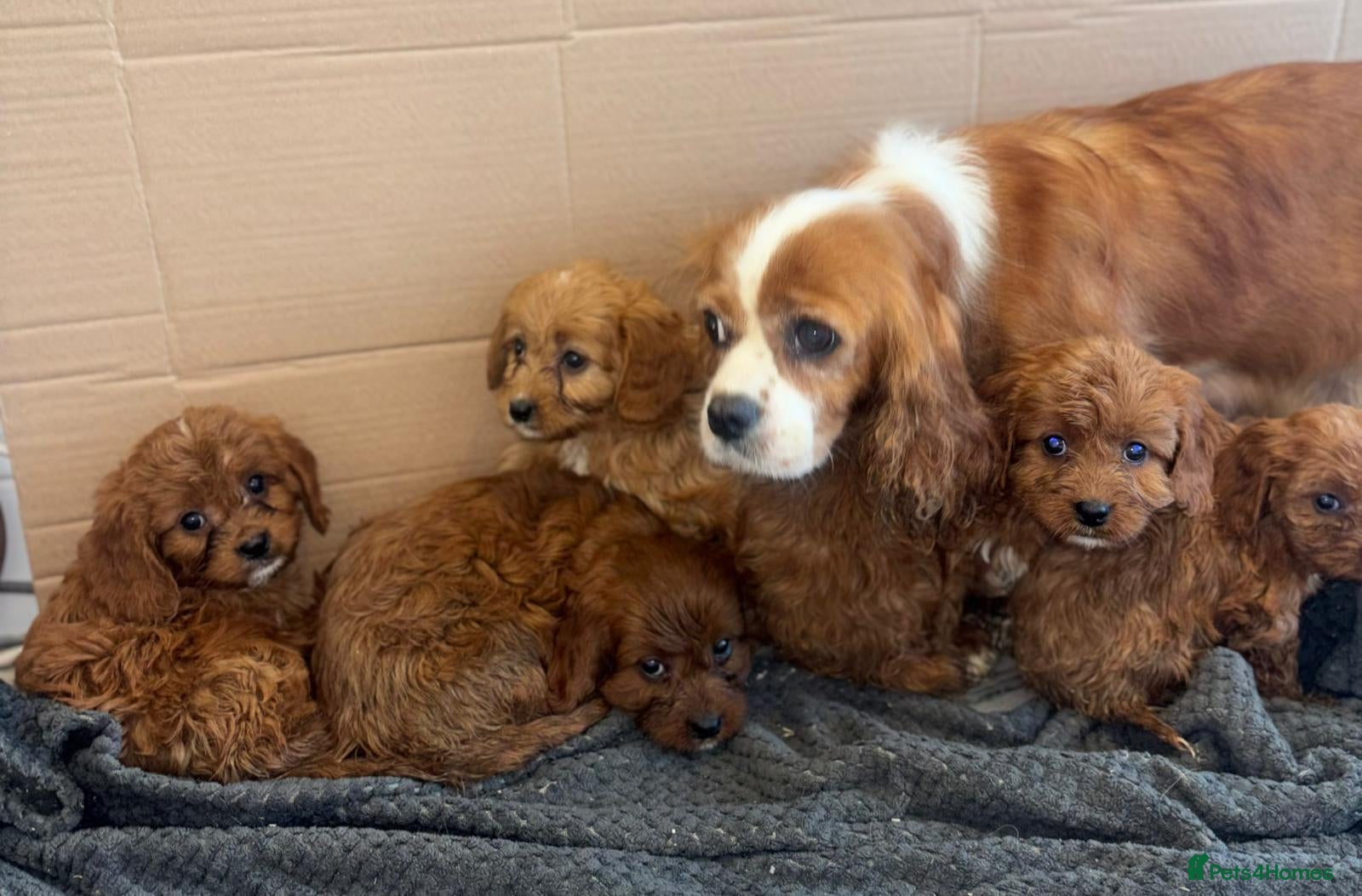 Cavapoo dogs Beautiful Cavapoo Puppies🐶❤️ - Advert 2