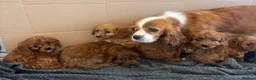 Cavapoo dogs for sale: Beautiful Cavapoo Puppies🐶❤️ - Advert 2
