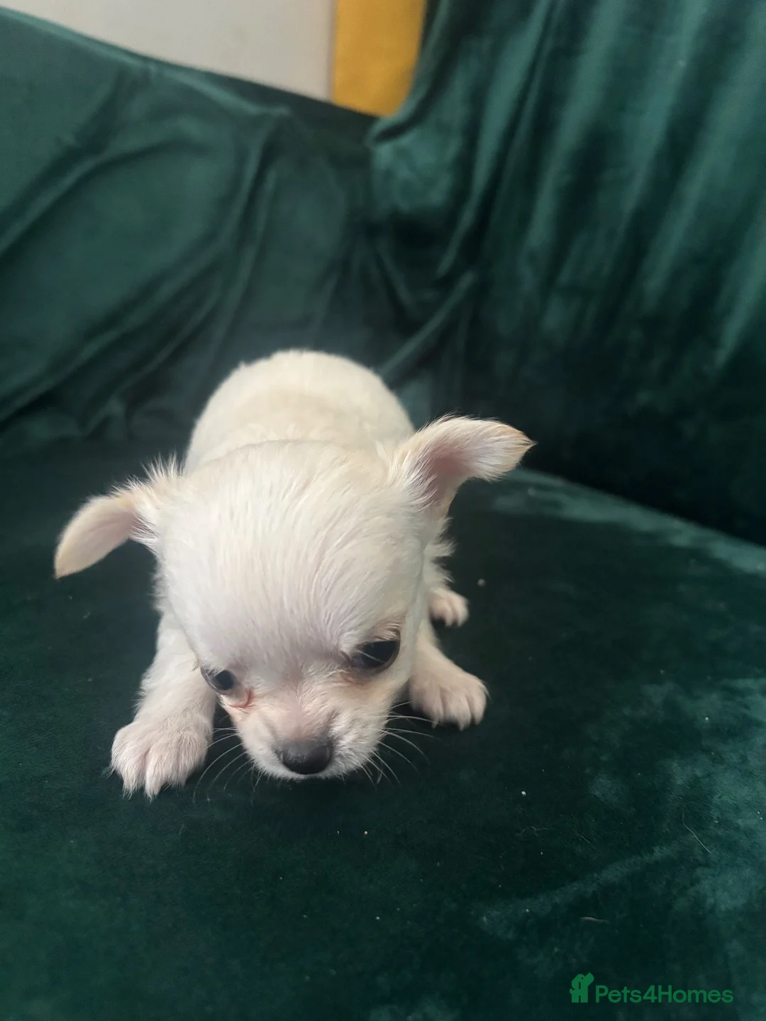 Chihuahua dogs for sale: Chihuahua puppies looking for loving homes - Advert 16