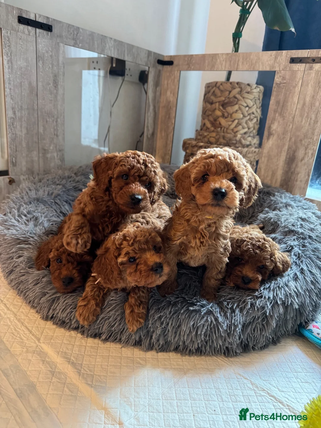 Toy Poodle dogs for sale: Puppies 🐶 Kennel Club Registered  - Advert 1