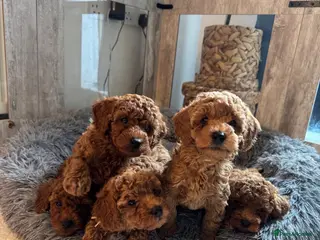 Toy Poodle dogs One girl available 😍 - Advert 1