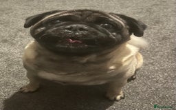 Pug dogs for stud: Pug for stud  - Image 2