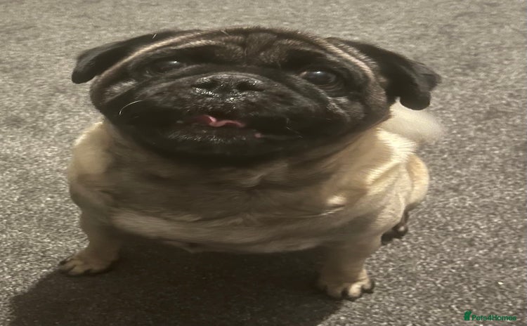 Pug dogs Pug for stud  - Advert 1