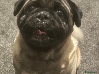 Pug dogs Fawn Pug for stud - Advert 12