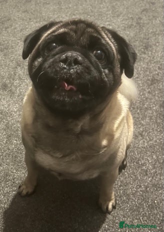 Pug dogs Pug for stud - Advert 1