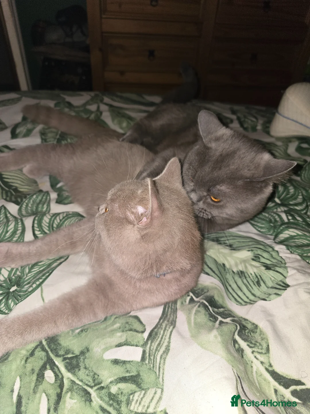 British Shorthair cats for sale: Beautiful british lilac in Newport - Advert 5