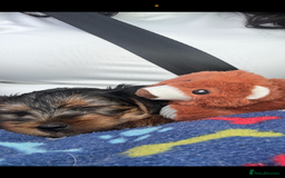 Yorkshire Terrier dogs for sale: Yorkshire Terrier  - Image 1