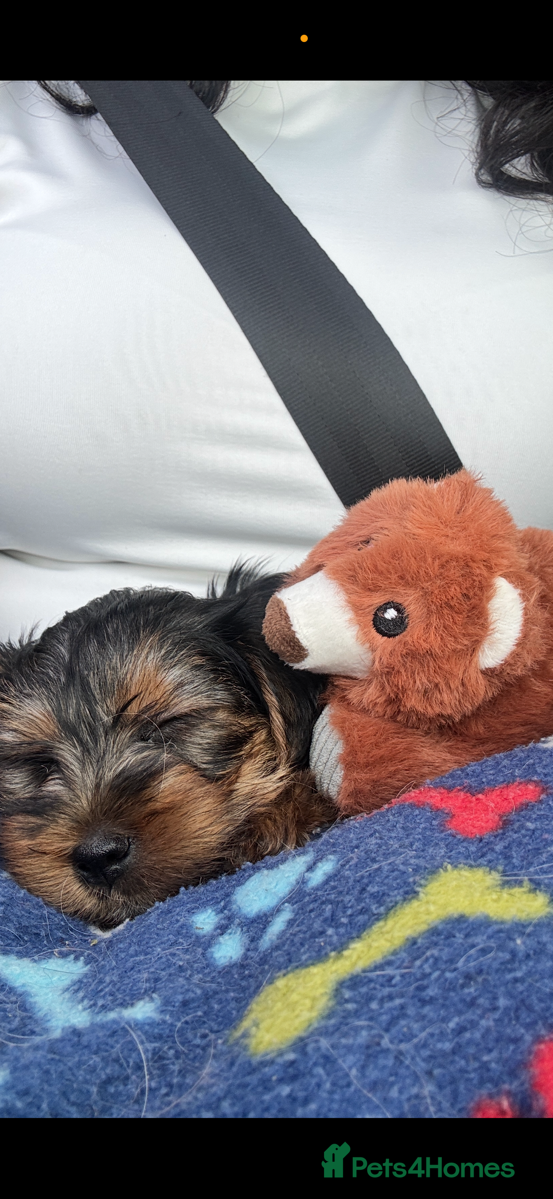 Yorkshire Terrier dogs for sale: Yorkshire Terrier  - Image 1
