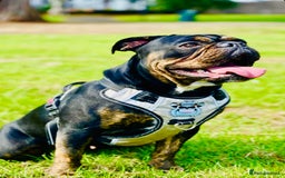 Mixed Breed dogs for sale: Reduce and ready to leave staff x bulldog 3 males - Image 11