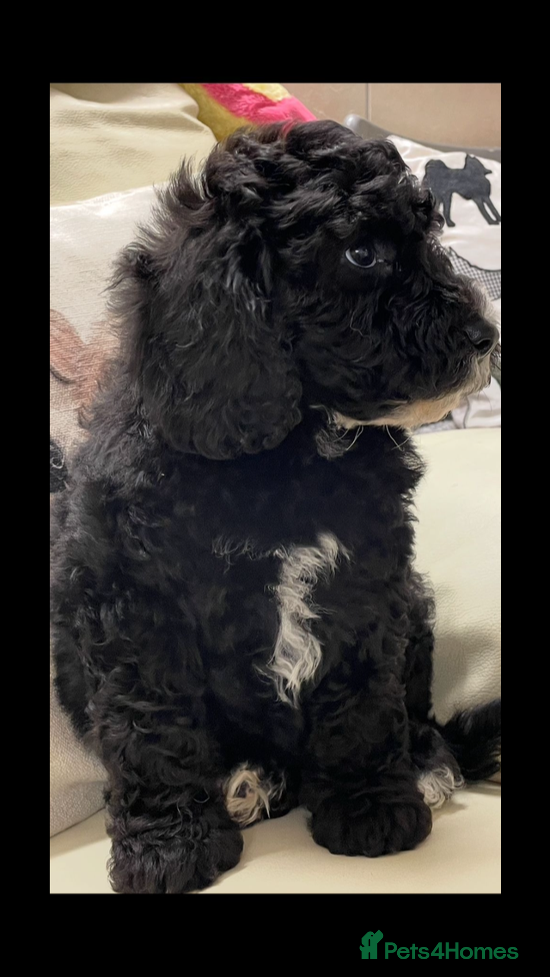 Mixed Breed dogs for sale: STUNNING DOUBLE DOODLES HEALTH TESTED PARENTAGE  - Advert 6