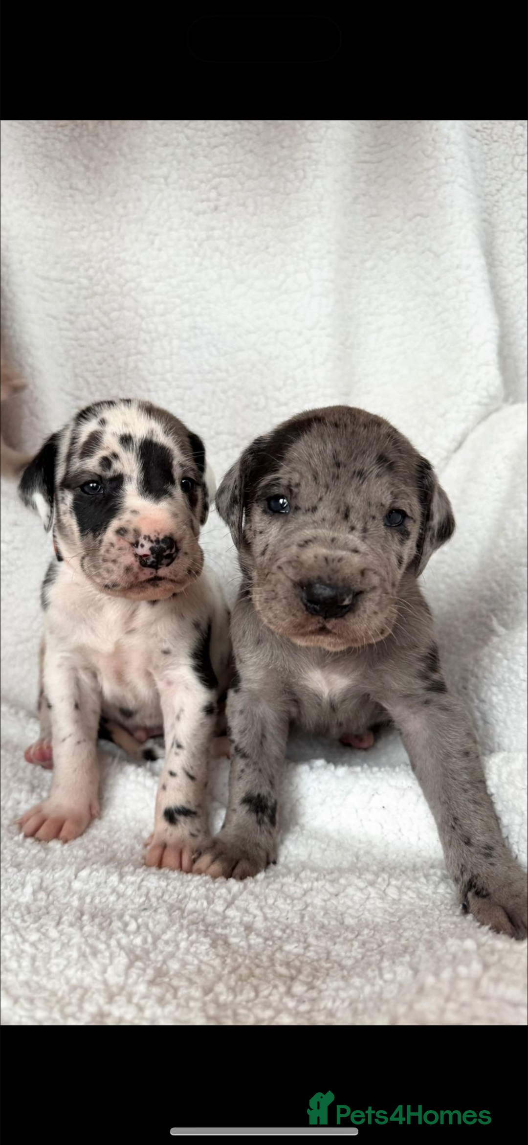 Great Dane dogs for stud: FULLY HEALTH TESTED CHAMPION LINE SOLID BLACK BOY - Advert 11