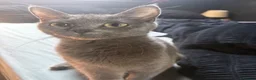 Mixed Breed cats for sale: Beautiful cross kittens  - Advert 3