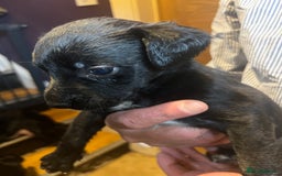 Mixed Breed dogs for sale: 8 puppies available rottweiler x border collie - Image 14