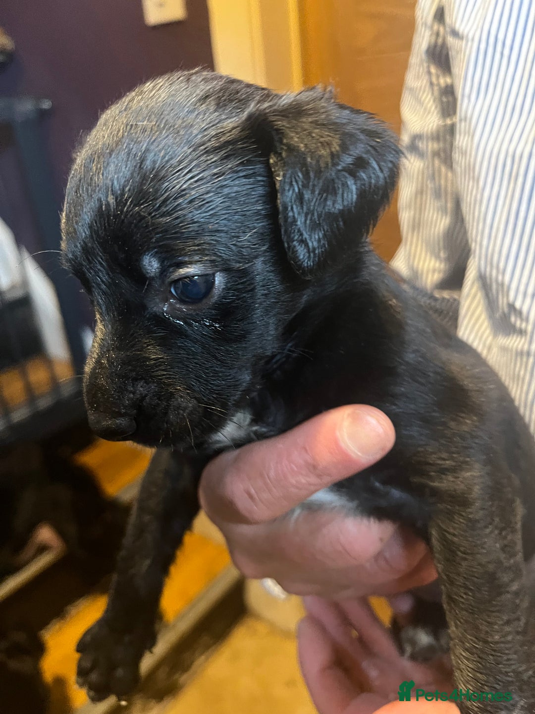 Mixed Breed dogs for sale: 8 puppies available rottweiler x border collie - Image 14