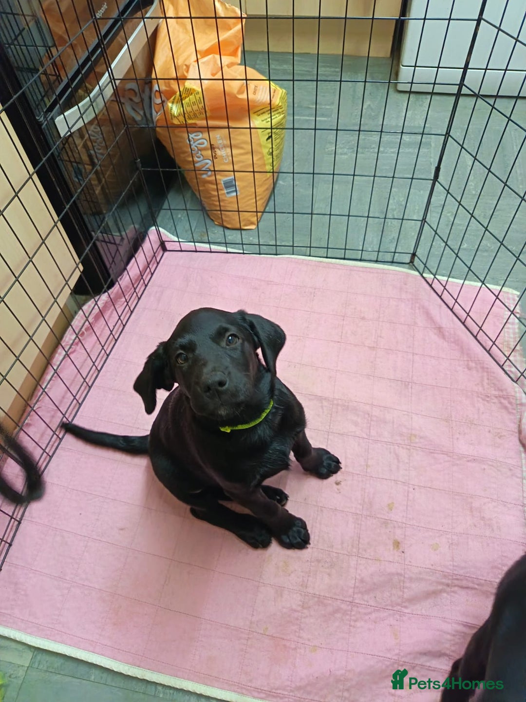 Labrador Retriever dogs for sale: Labrador Puppies  - Advert 17