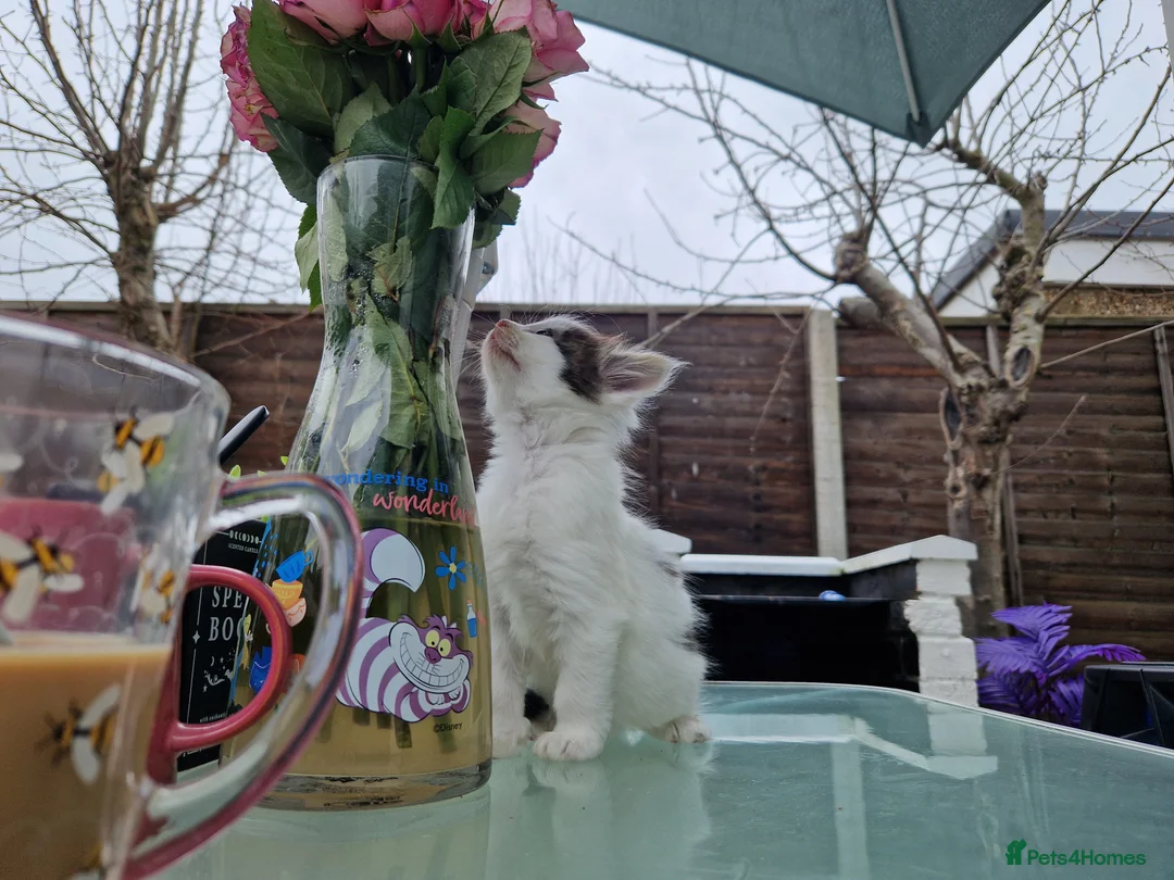 Maine Coon cats for sale: 🌼🌸BeAuTiFuL ☆😻♡ fluff¥ kiTt3n$🌻🌹  - Advert 6