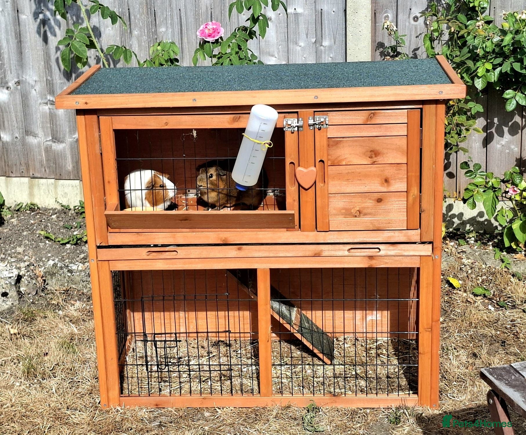 Guinea Pig rodents 3 x female guinea pigs and 2 tier hutch - Advert 1