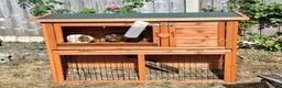 Guinea Pig rodents for sale: 3 x female guinea pigs and 2 tier hutch in Southampton - Advert 1